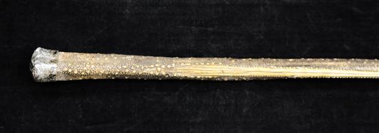 A later 19th/ early 20th century French silver topped Stingray tail walking cane, 33.25in.